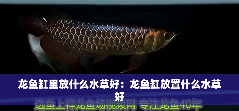 龍魚缸里放什么水草好：龍魚缸放置什么水草好