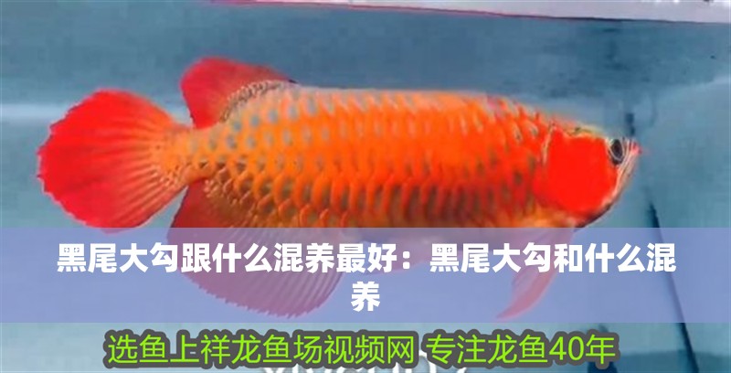 黑尾大勾跟什么混養(yǎng)最好：黑尾大勾和什么混養(yǎng)