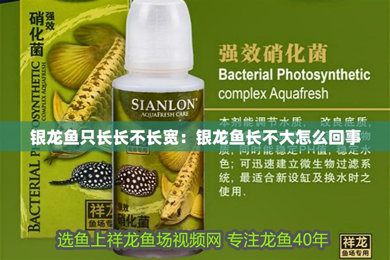 銀龍魚只長長不長寬：銀龍魚長不大怎么回事