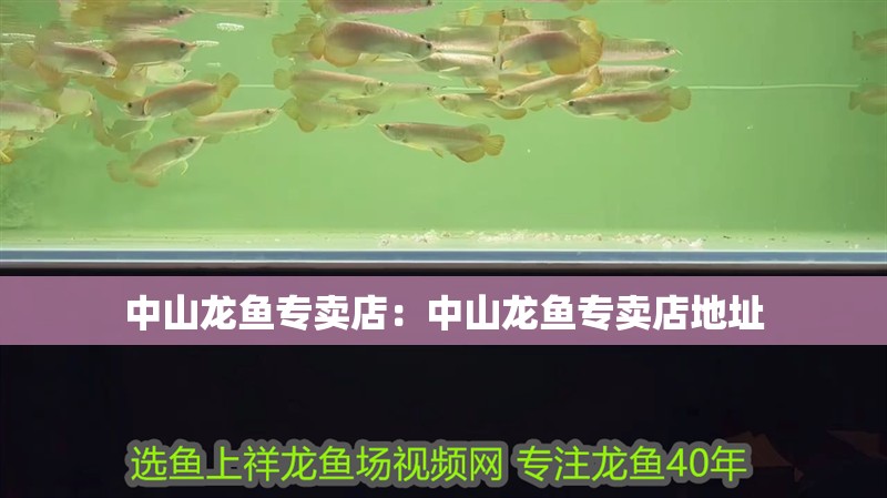 中山龍魚專賣店：中山龍魚專賣店地址