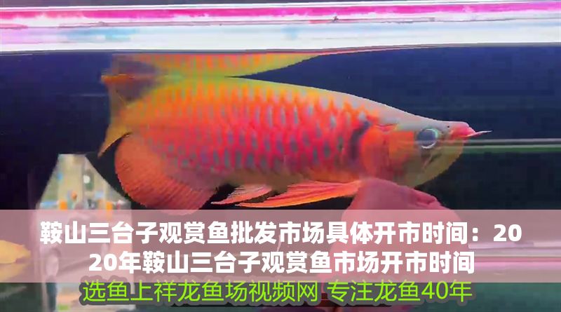 鞍山三臺子觀賞魚批發市場具體開市時間：2020年鞍山三臺子觀賞魚市場開市時間