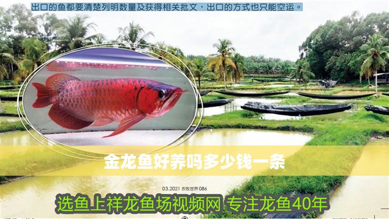 金龍魚好養嗎多少錢一條