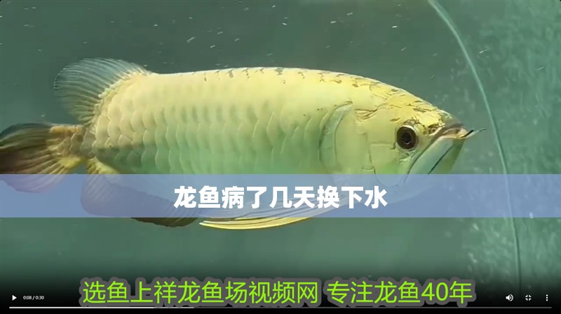 龍魚病了幾天換下水