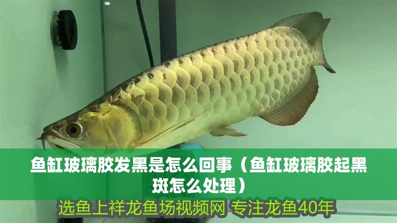 魚缸玻璃膠發黑是怎么回事（魚缸玻璃膠起黑斑怎么處理）