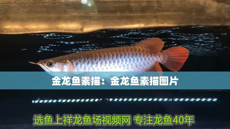 金龍魚素描：金龍魚素描圖片