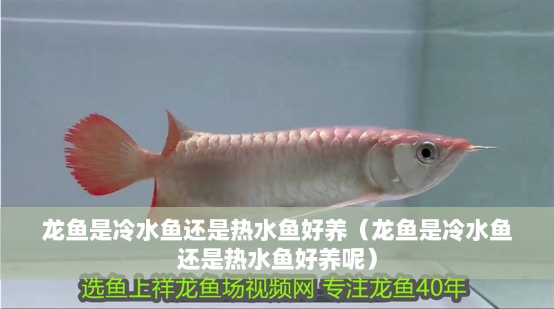 龍魚是冷水魚還是熱水魚好養(yǎng)（龍魚是冷水魚還是熱水魚好養(yǎng)呢）