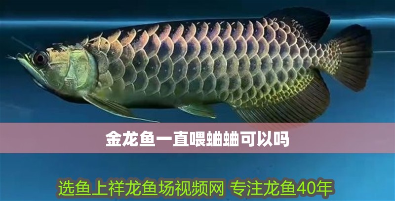 金龍魚一直喂蛐蛐可以嗎