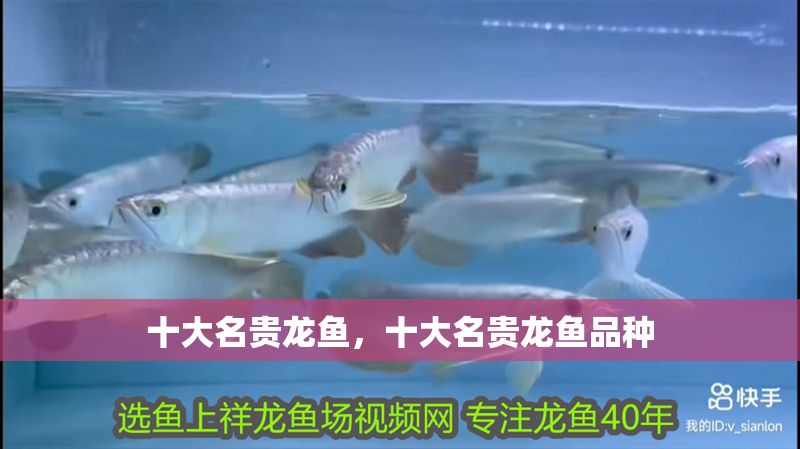 十大名貴龍魚，十大名貴龍魚品種