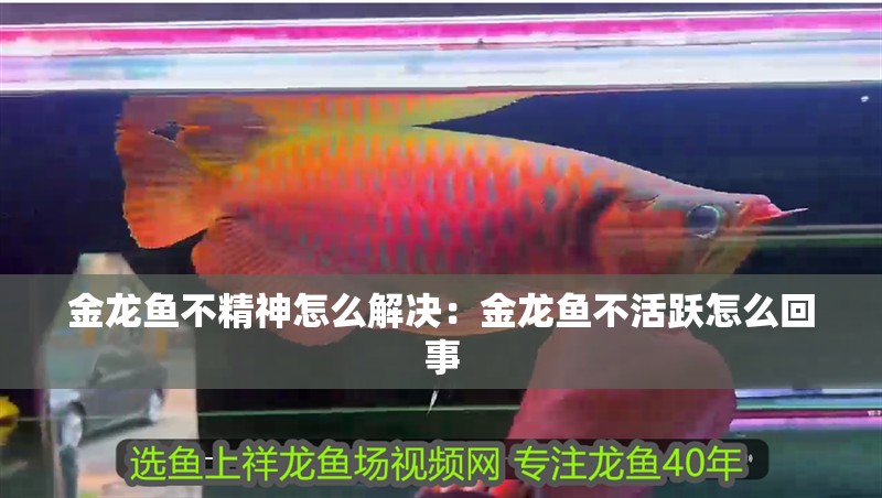 金龍魚不精神怎么解決：金龍魚不活躍怎么回事