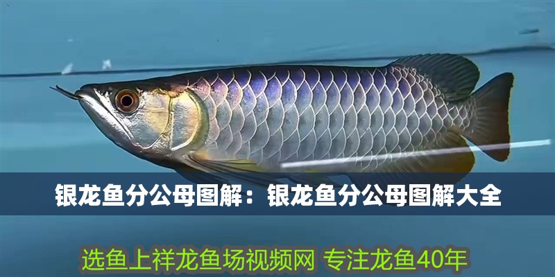 銀龍魚(yú)分公母圖解：銀龍魚(yú)分公母圖解大全