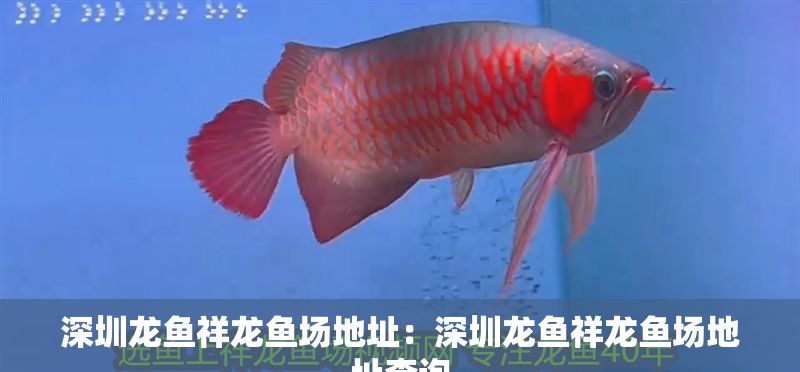 深圳龍魚祥龍魚場地址：深圳龍魚祥龍魚場地址查詢