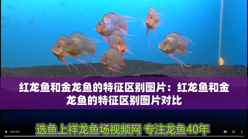 紅龍魚和金龍魚的特征區(qū)別圖片：紅龍魚和金龍魚的特征區(qū)別圖片對(duì)比