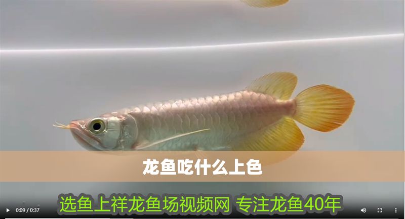 龍魚吃什么上色