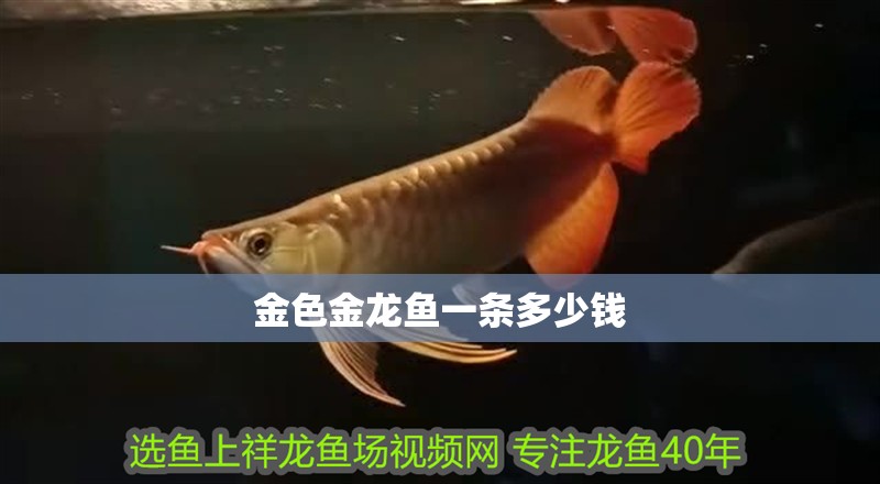 金色金龍魚一條多少錢