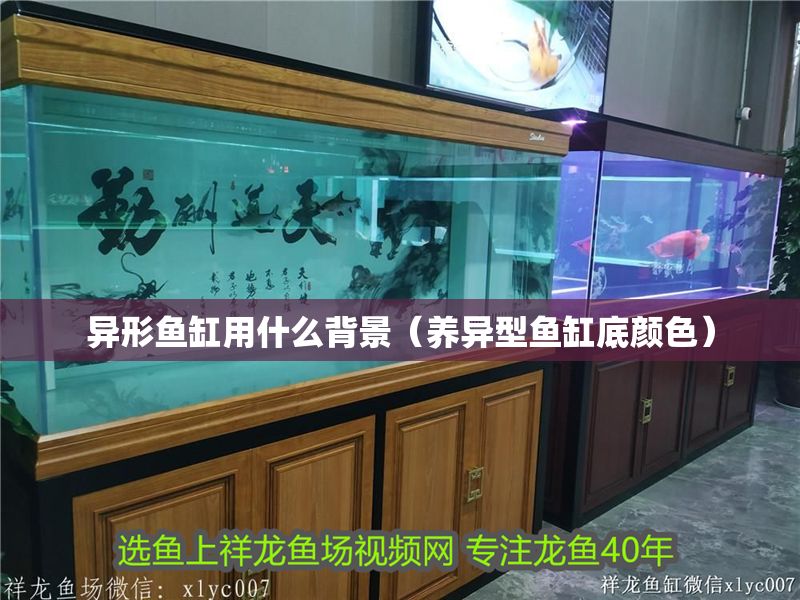 異形魚缸用什么背景（養異型魚缸底顏色）