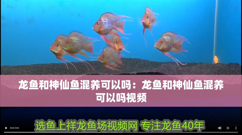 龍魚和神仙魚混養可以嗎：龍魚和神仙魚混養可以嗎視頻