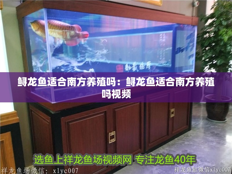 鱘龍魚適合南方養(yǎng)殖嗎:鱘龍魚適合南方養(yǎng)殖嗎視頻