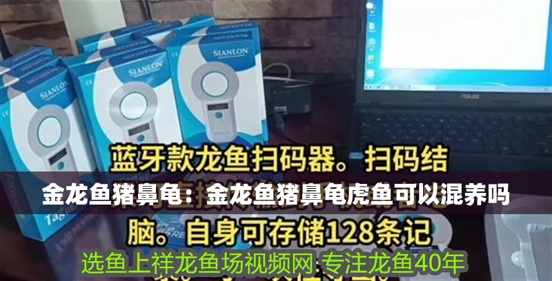 金龍魚豬鼻龜：金龍魚豬鼻龜虎魚可以混養嗎