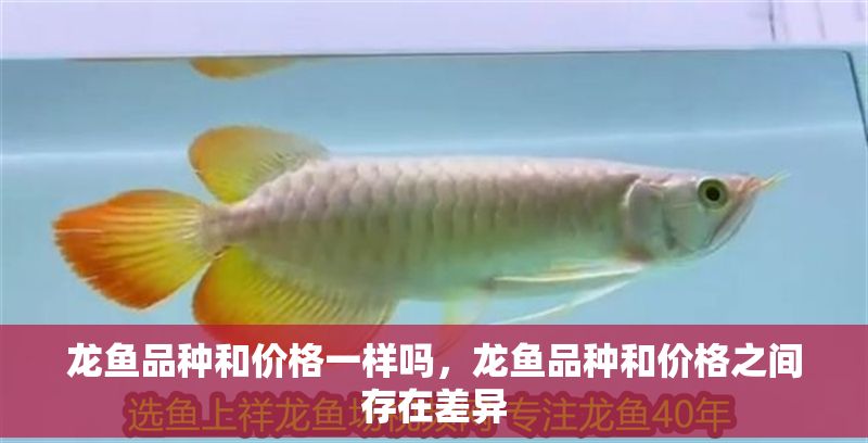 龍魚品種和價格一樣嗎，龍魚品種和價格之間存在差異