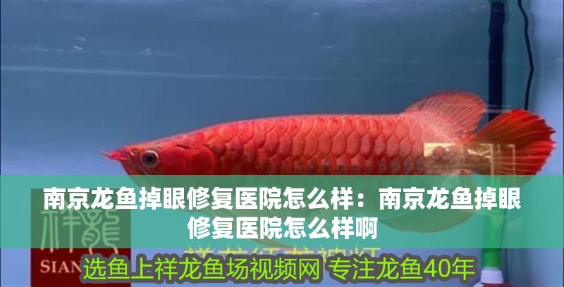 南京龍魚掉眼修復醫院怎么樣：南京龍魚掉眼修復醫院怎么樣啊