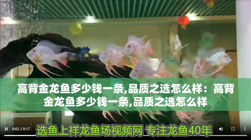高背金龍魚多少錢一條,品質之選怎么樣：高背金龍魚多少錢一條,品質之選怎么樣