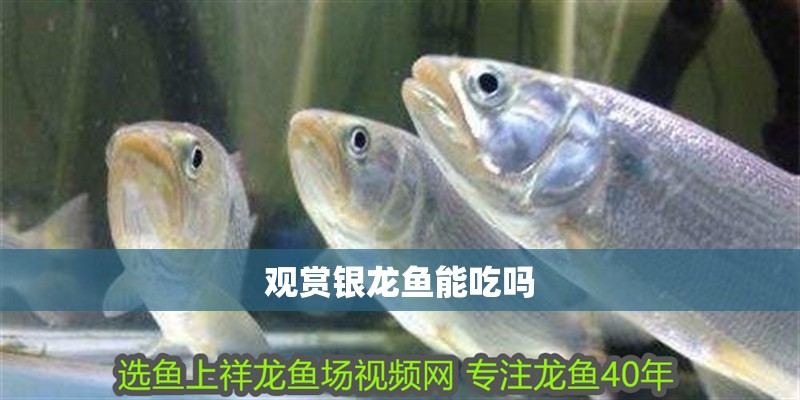 觀賞銀龍魚能吃嗎