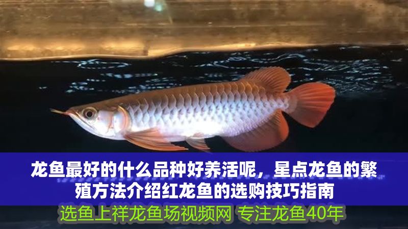 龍魚最好的什么品種好養(yǎng)活呢，星點(diǎn)龍魚的繁殖方法介紹紅龍魚的選購技巧指南