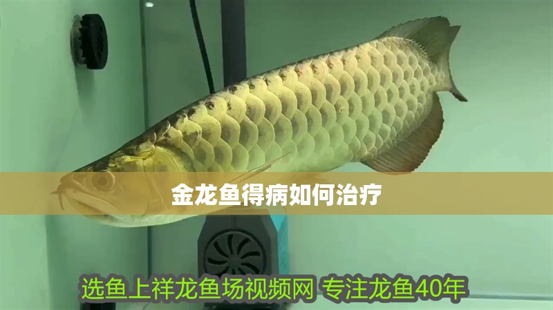金龍魚得病如何治療