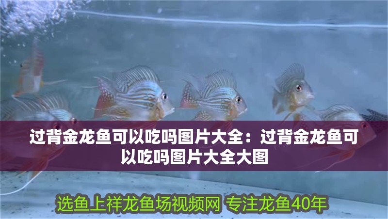 過背金龍魚可以吃嗎圖片大全：過背金龍魚可以吃嗎圖片大全大圖