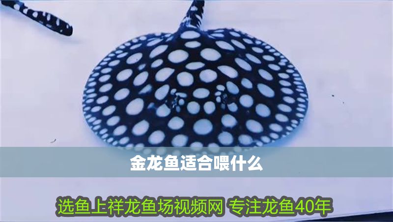 金龍魚適合喂什么