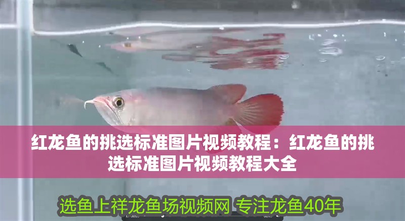 紅龍魚(yú)的挑選標(biāo)準(zhǔn)圖片視頻教程：紅龍魚(yú)的挑選標(biāo)準(zhǔn)圖片視頻教程大全