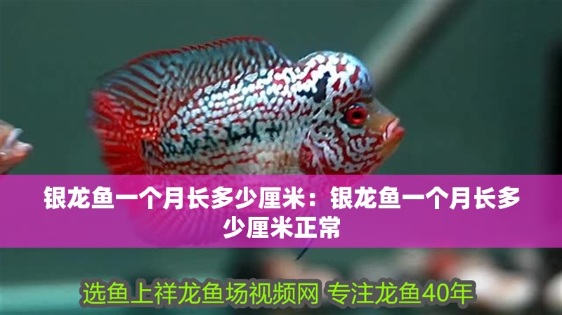 銀龍魚一個(gè)月長(zhǎng)多少厘米：銀龍魚一個(gè)月長(zhǎng)多少厘米正常