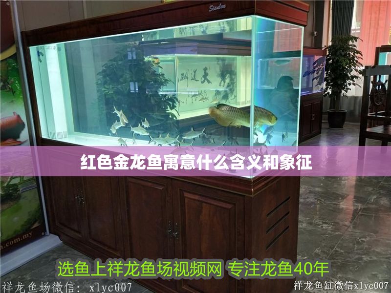紅色金龍魚寓意什么含義和象征