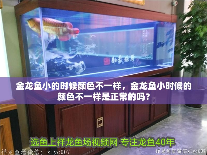 金龍魚小的時候顏色不一樣，金龍魚小時候的顏色不一樣是正常的嗎？