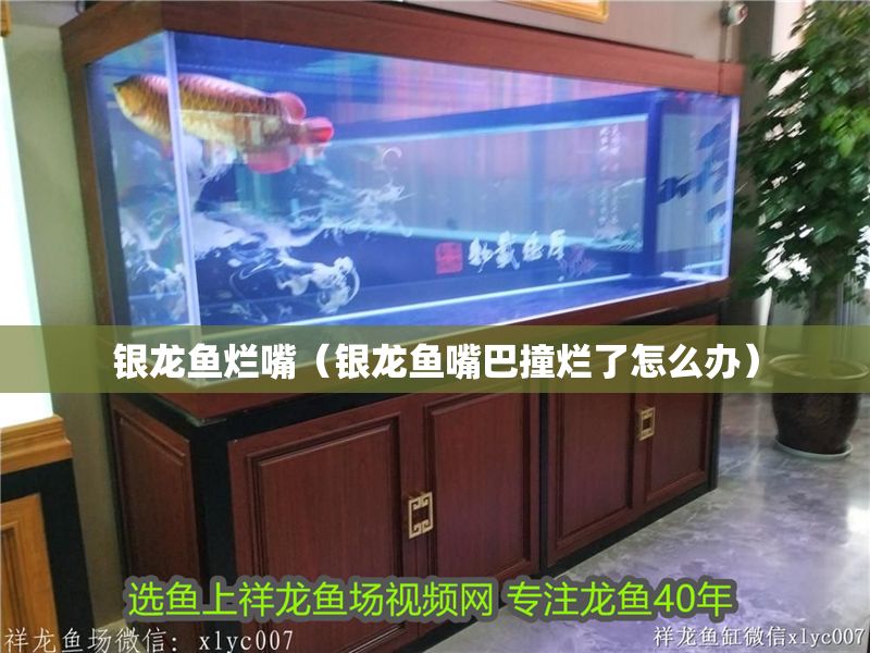 銀龍魚爛嘴（銀龍魚嘴巴撞爛了怎么辦）