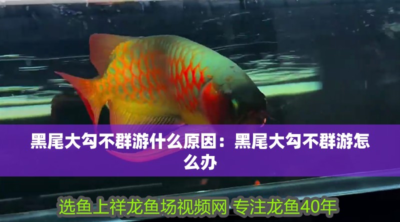黑尾大勾不群游什么原因：黑尾大勾不群游怎么辦