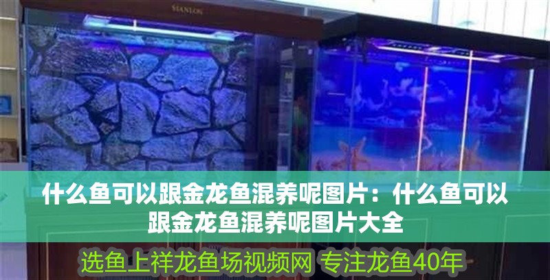 什么魚可以跟金龍魚混養呢圖片：什么魚可以跟金龍魚混養呢圖片大全