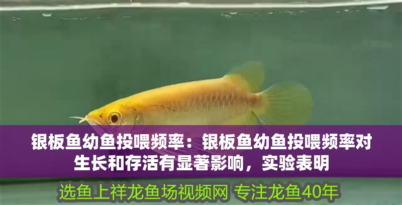 銀板魚幼魚投喂頻率：銀板魚幼魚投喂頻率對生長和存活有顯著影響，實驗表明