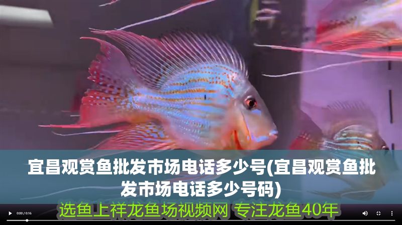 宜昌觀賞魚批發(fā)市場電話多少號(hào)(宜昌觀賞魚批發(fā)市場電話多少號(hào)碼)