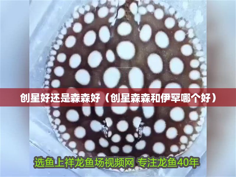 創星好還是森森好（創星森森和伊罕哪個好）