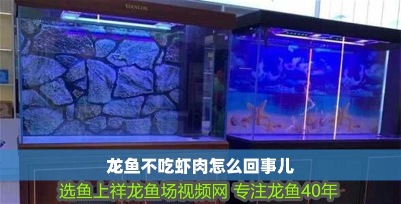 龍魚不吃蝦肉怎么回事兒