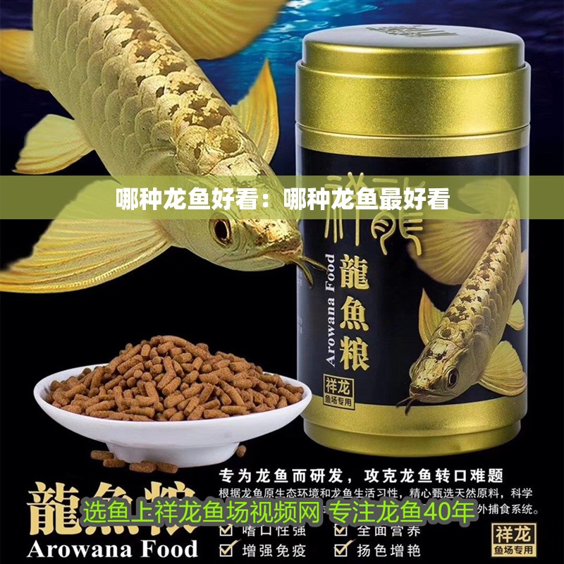 哪種龍魚好看：哪種龍魚最好看