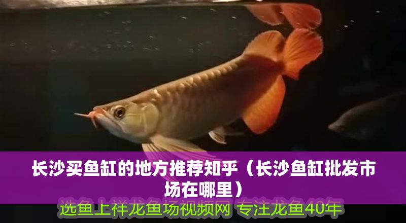 長沙買魚缸的地方推薦知乎（長沙魚缸批發市場在哪里）