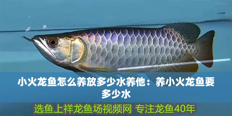 小火龍魚怎么養(yǎng)放多少水養(yǎng)他：養(yǎng)小火龍魚要多少水