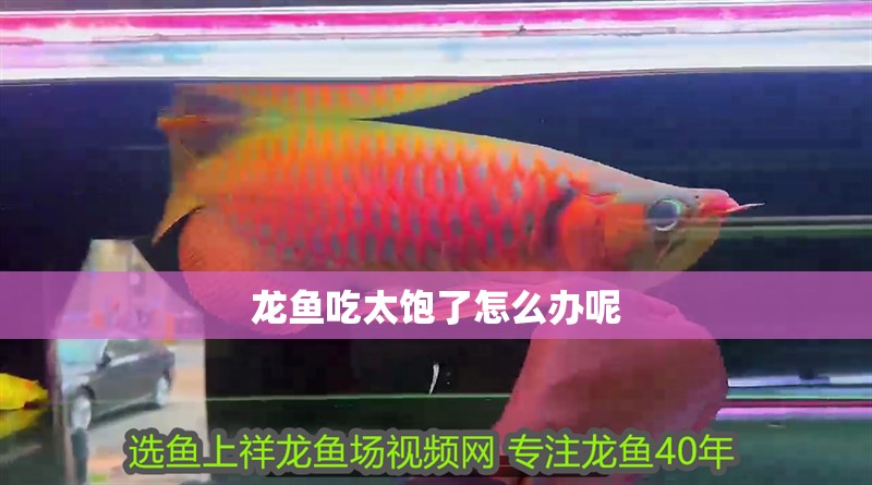 龍魚(yú)吃太飽了怎么辦呢