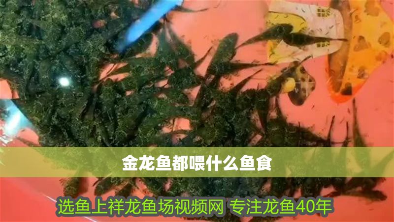 金龍魚都喂什么魚食