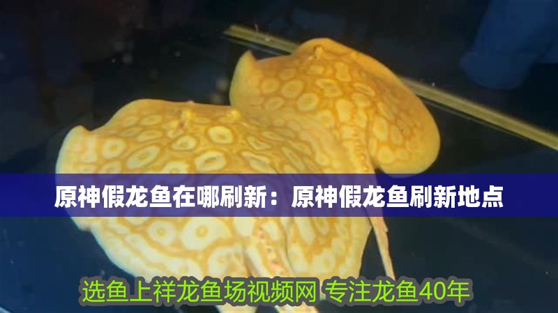 原神假龍魚在哪刷新：原神假龍魚刷新地點