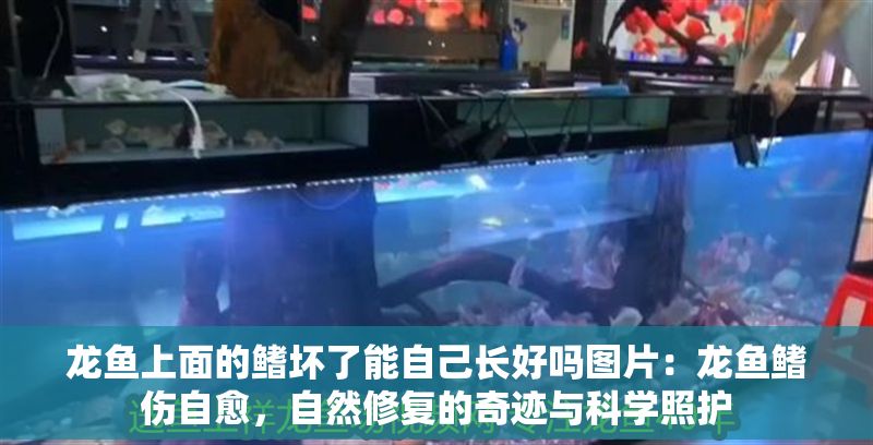 龍魚上面的鰭壞了能自己長好嗎圖片：龍魚鰭傷自愈，自然修復(fù)的奇跡與科學(xué)照護(hù)