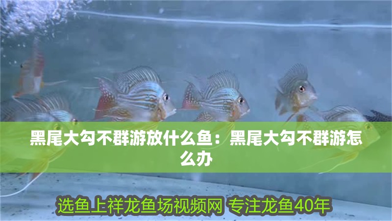黑尾大勾不群游放什么魚：黑尾大勾不群游怎么辦