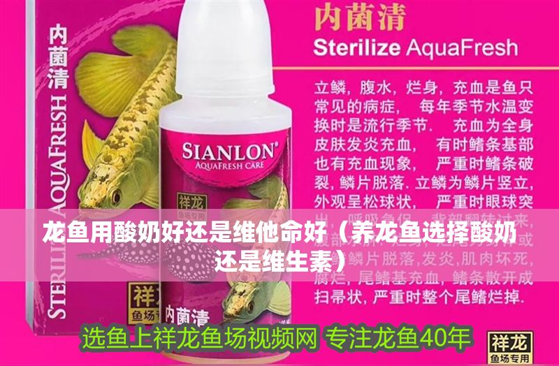 龍魚用酸奶好還是維他命好（養龍魚選擇酸奶還是維生素）